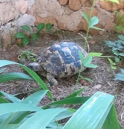 Lavanda *